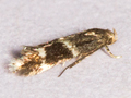 Elachista freyerella